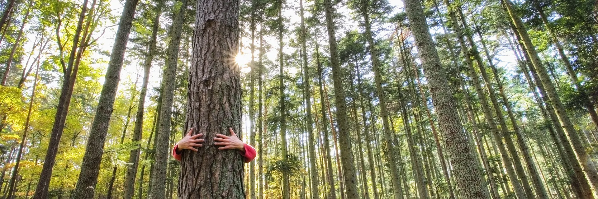 En person klemmer et tre i skogen