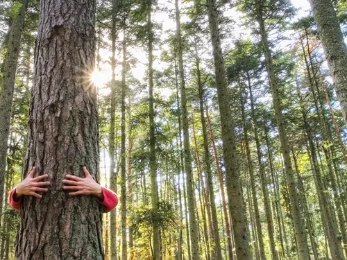 En person klemmer et tre i skogen