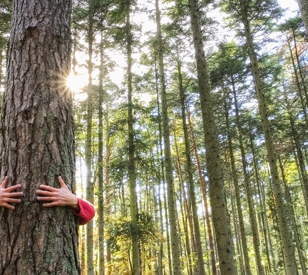 En person klemmer et tre i skogen