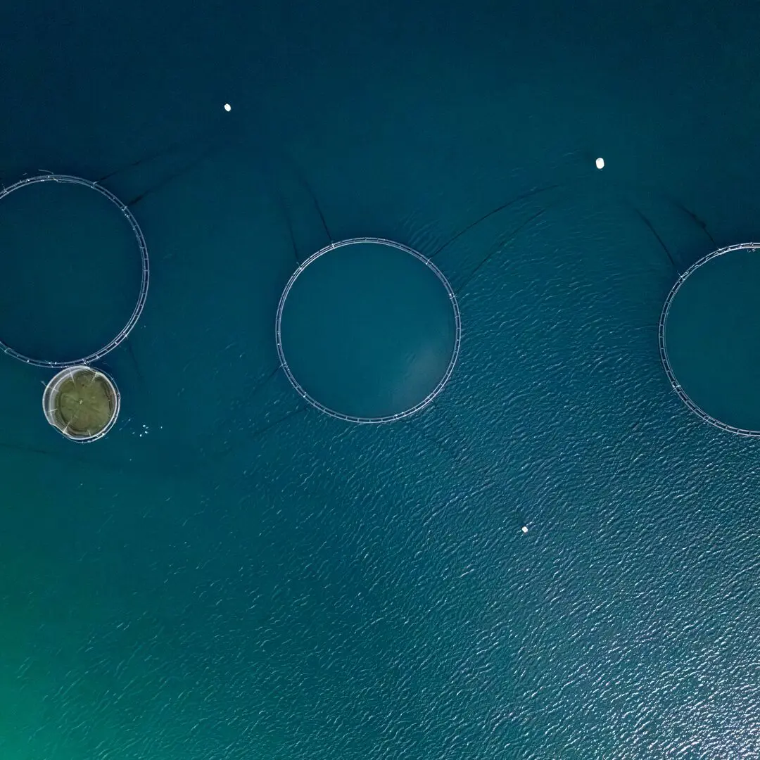 Laksemerder i havet sett fra luften ved Senja