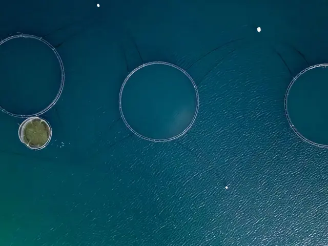Laksemerder i havet sett fra luften ved Senja