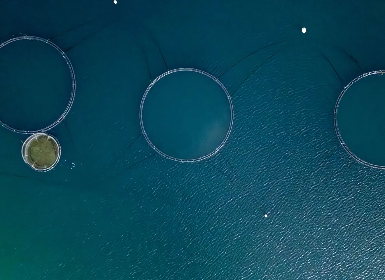 Laksemerder i havet sett fra luften ved Senja