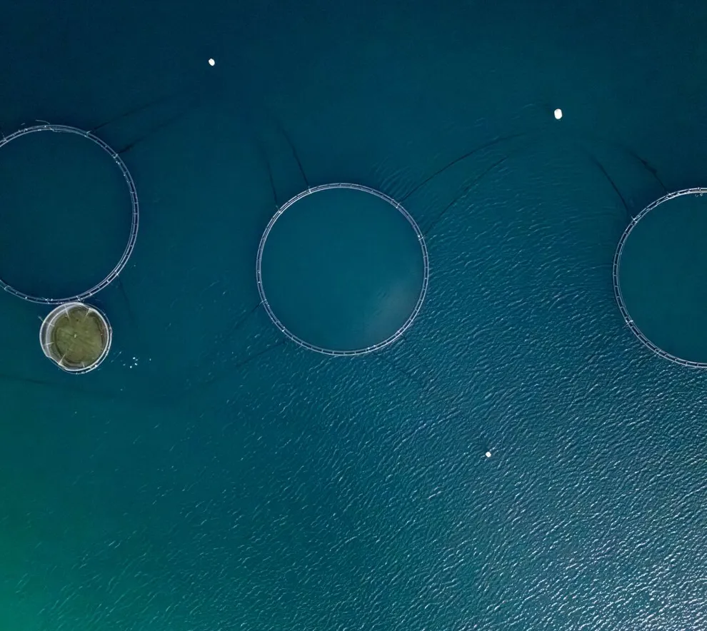 Laksemerder i havet sett fra luften ved Senja