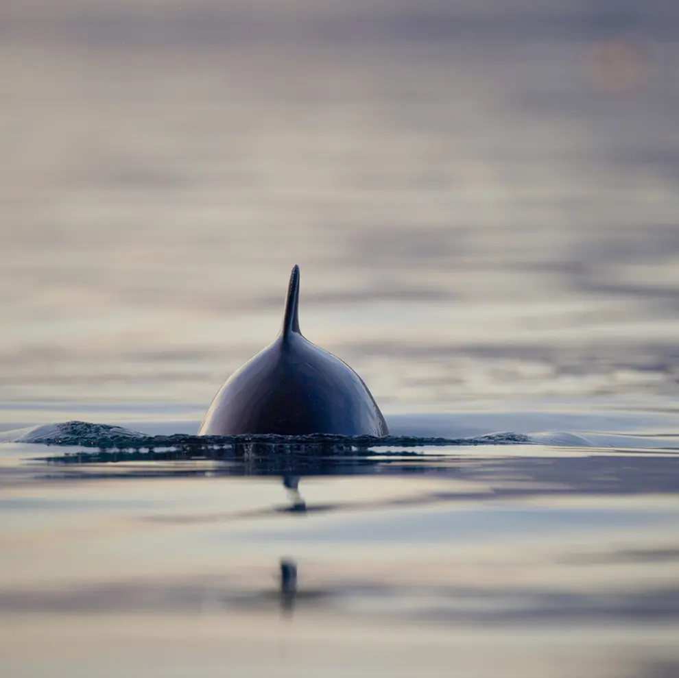 Nise som bryter vannflaten i norsk fjord