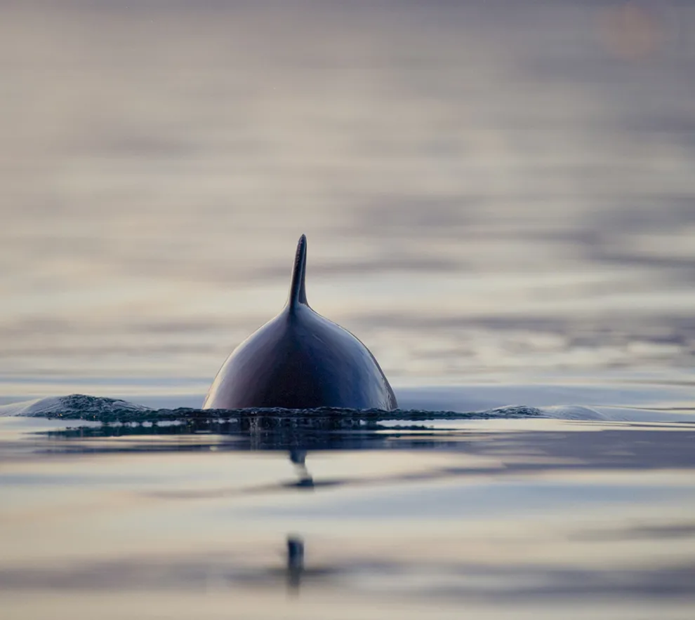 Nise som bryter vannflaten i norsk fjord