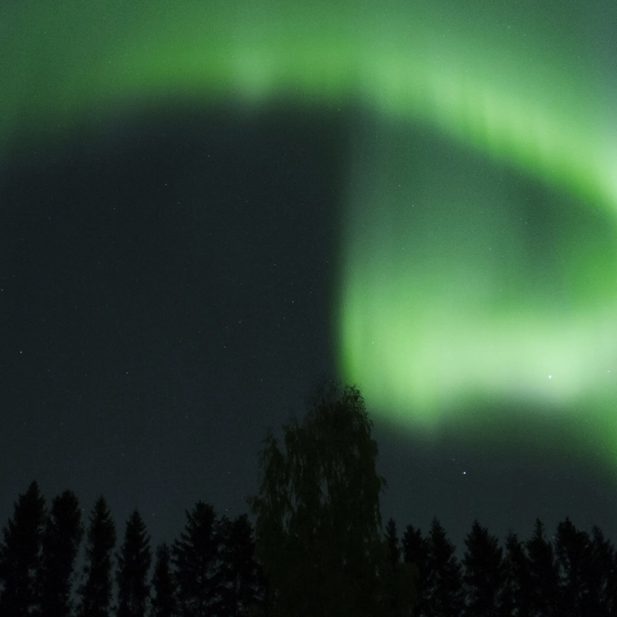 Grønt nordlys om natten over skog-landskap