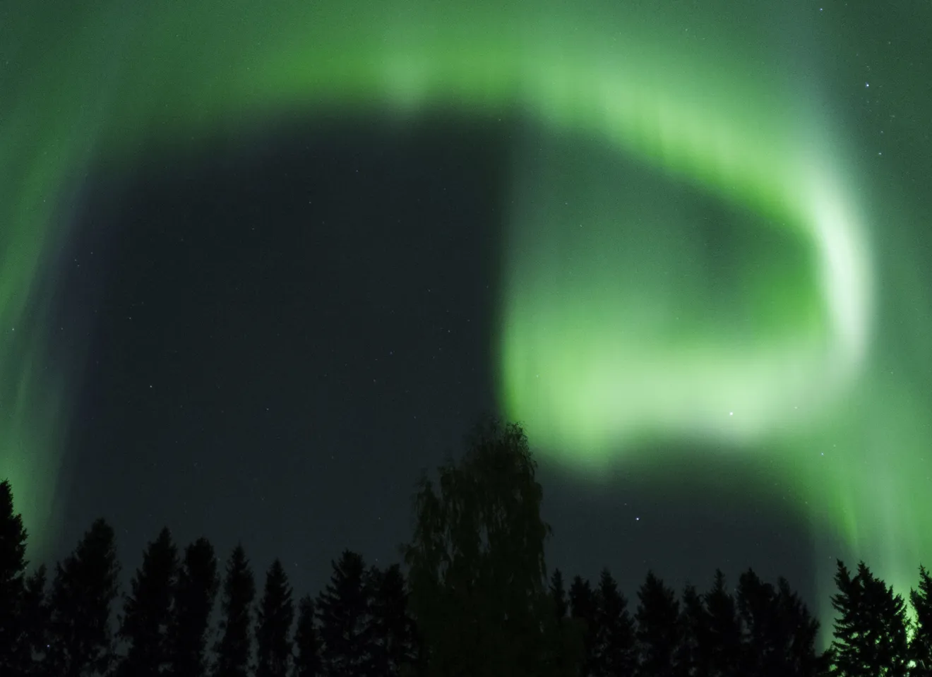Grønt nordlys om natten over skog-landskap