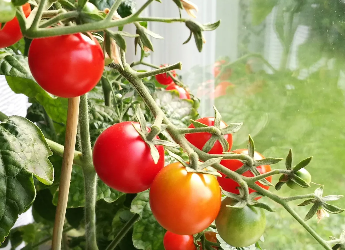 Tomater som spirer i potter inn, bilde av kursleder Silje Spirelykke