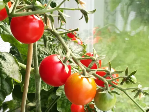 Tomater som spirer i potter inn, bilde av kursleder Silje Spirelykke