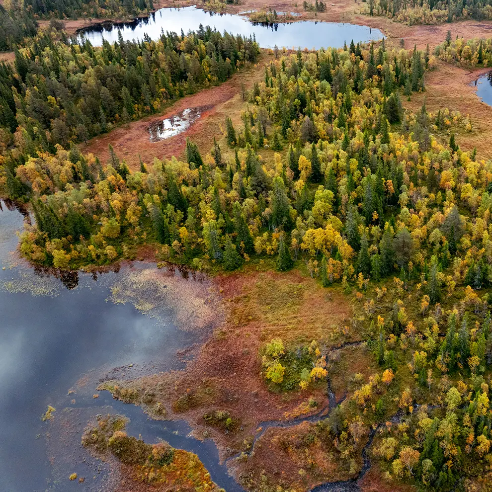 Våtmarksområde med skog, myr og vann sett fra luften.