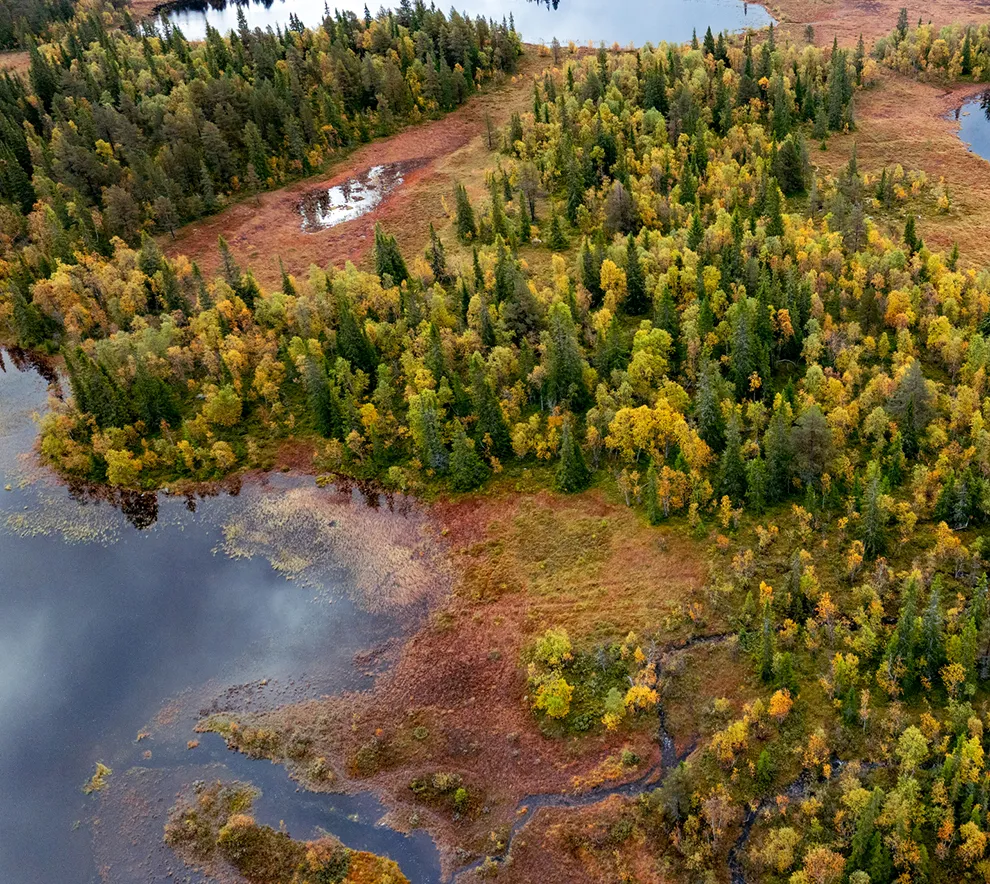 Våtmarksområde med skog, myr og vann sett fra luften.