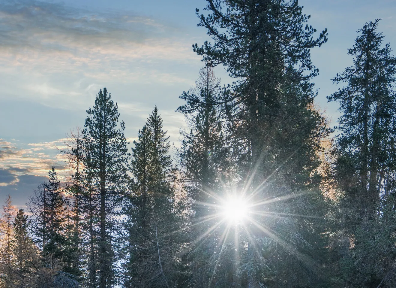 Trær i nordisk natur med sollys. 