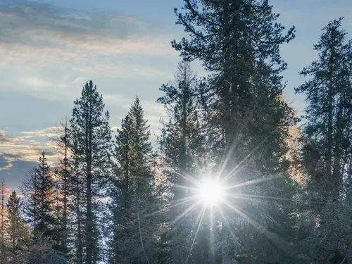 Trær i nordisk natur med sollys. 