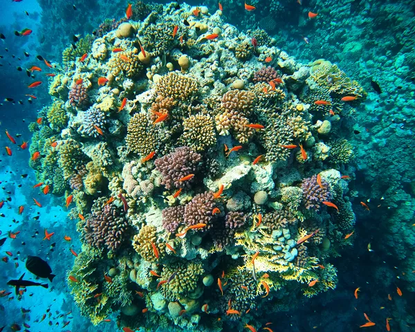 Bildet viser fisker under vann med koraler 