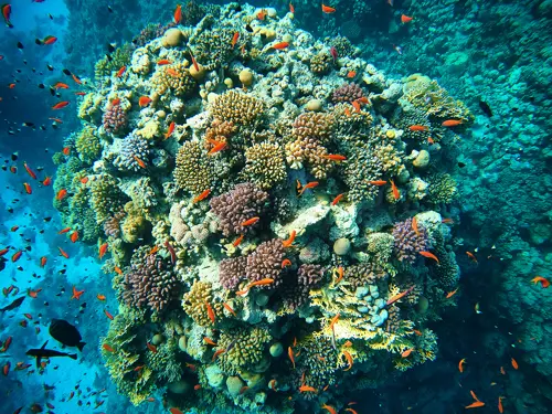 Bildet viser fisker under vann med koraler 