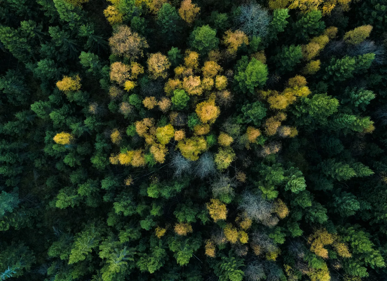 Bilde av skog, trær