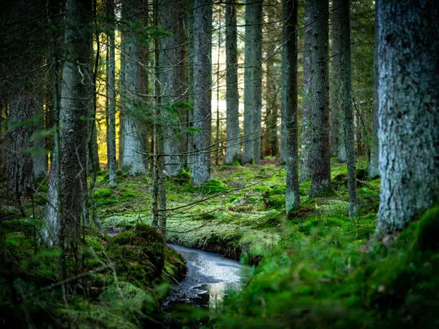 En liten bekk i en veldig grønn skog