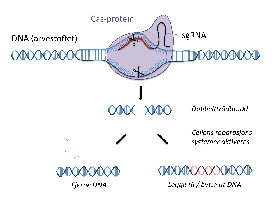 Illustrasjon av CRISPR genredigering
